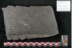 Foto (Objekt + Etikett) von Sigillaria elongata Brongniart (NHMW-GEO-2024-0188-11066)